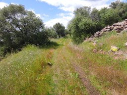 Flora del Cerro Masatrigo